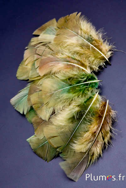 Dinde - 6-8 cm - olive-curry